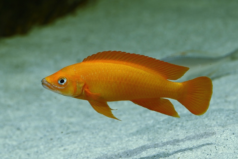 Neolamprologus longior